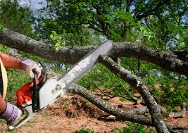 How Our Tree Care Process Works  in Desert Aire, WA